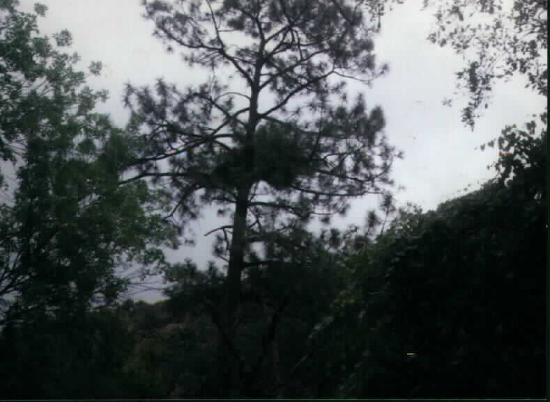 Eagles Nest