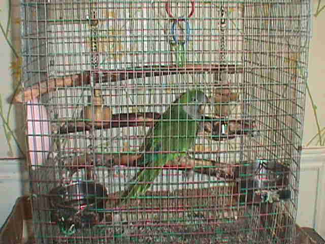Oat Meal