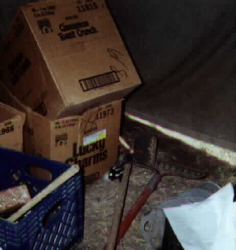 Skunk in supply tent